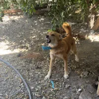 نگهبان