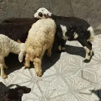تعدادی بره شیری و علف خور
