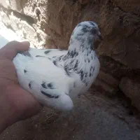 کبوتر