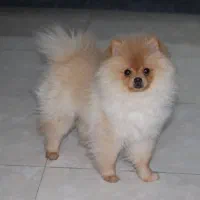 سگ پامر نر جهت کشش
