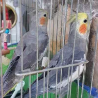 عروس هلندی