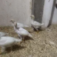 جوجه لاری