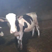 گوساله نر
