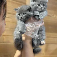 فروش توله گربه
