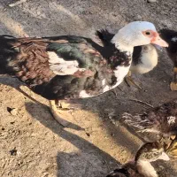 اردک