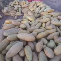 خربزه|خدمات باغبانی و درختکاری|طاغنکوه, |دیوار