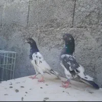 کبوتر پاکستانی تیدی پتی والا