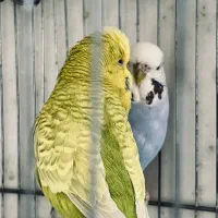 مرغ عشق انگلیسی جفت مولد ، نر تک ، ماده تک