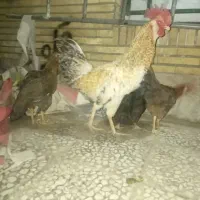 خروس یا  مرغ