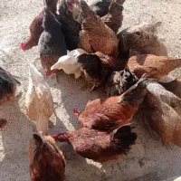 مرغ و خروس محلی