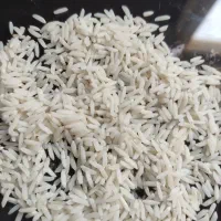 برنج هاشمی کشت دوم