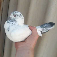 کفتر|پرنده|تهران, نازی‌آباد|دیوار