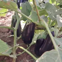 فروش بذر بادمجان دلمه (آرلن سمینیس)