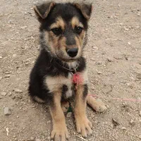 سگ ژرمن شپرد 4 ماهه شناسنامه دار