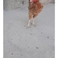 فروش م‌لاری محلی دو ساله