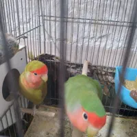 دو عدد کوتوله