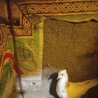 طوقی هفت رنگ