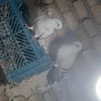 کبوتر