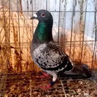 استعلام کبوتران عراق