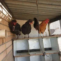 خروس مینیاتوری مرغ بومی جهادی
