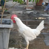 خروس بازیگوش