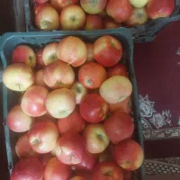 سیب|خوردنی و آشامیدنی|مهریز, |دیوار