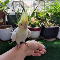 یک جفت عروس هلندی ماده و سه جوجه ۲۰ روزه