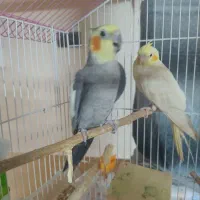 عروس هلندی سخنگو