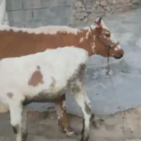 گاو و گوساله دورگه