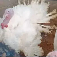 ۳عدد بوقلمون فروشی سالم پرخور با بهترین خوراک