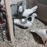کبوتر طوقی