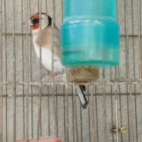 فروش سهره نر خوش تیب