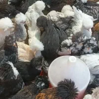 جوجه برهما...سلطانوجوجه بو قلمون