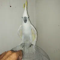 کاکادو