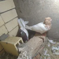 کله‌ای|پرنده|شیروان (لرستان), |دیوار