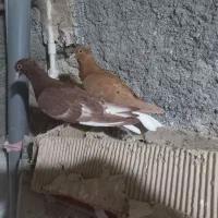 کبوتر زردمسفید