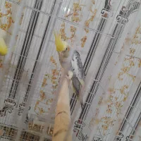 عروس هلندی نر و ماده مولدقفس بزرگ