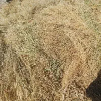 علوفه دام در باغ