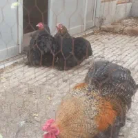 خروس مرغ کوشین سبرایت برهمایی