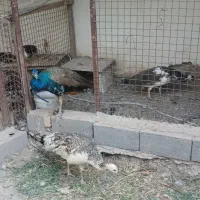سه تا طاوس