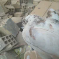 ۱۲۳۴|پرنده|چرام, |دیوار