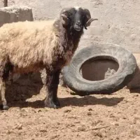 قوچ