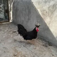 خروس تاج دار