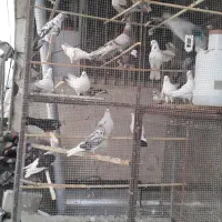 کفتر  کفتر  بازی