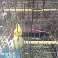 عروس هلندی