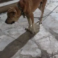 خراسانی هیکل درشت