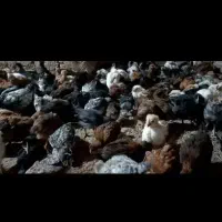 جوجه مرغ وبقلمون