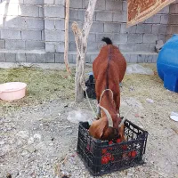 بز پاکستانی با دوتا کهره نر سرحال