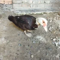 اردک اسراییلی
