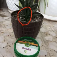 قرص گل و گیاه ارگانیک